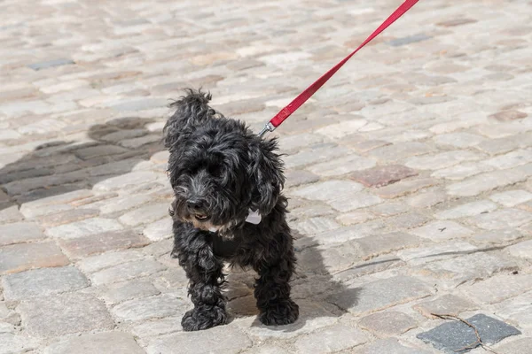 Mały Czarny Schnoodle Czerwonym Smyczy Niemcy — Zdjęcie stockowe