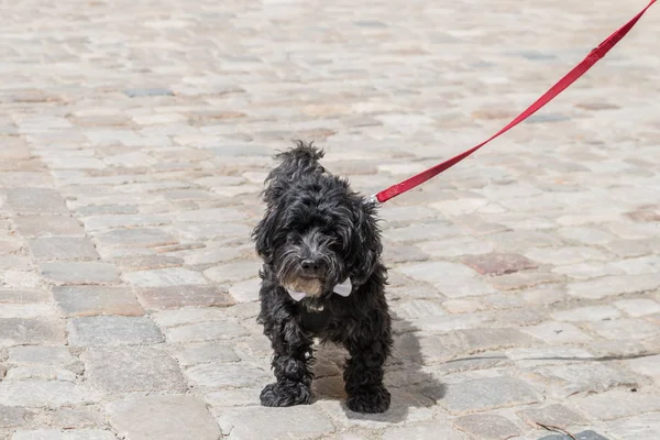 Mały Czarny Schnoodle Czerwonym Smyczy Niemcy — Zdjęcie stockowe