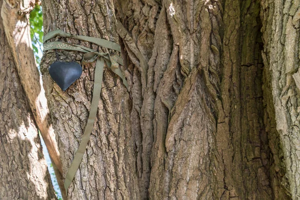 Metal Heart Old Tree — Stock Photo, Image