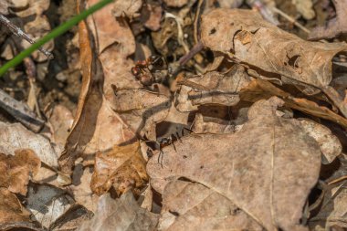 Almanya 'da bir orman zemininin yaprakları üzerinde bir orman karıncasının yakın çekimi.