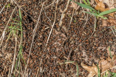 Almanya 'daki bir orman karınca yuvasına yakın.