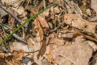 Almanya 'da bir orman zemininin yaprakları üzerinde bir orman karıncasının yakın çekimi.