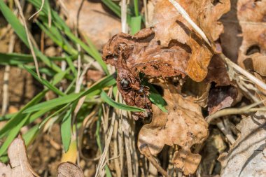 Almanya 'da bir orman zemininin yaprakları üzerinde bir orman karıncasının yakın çekimi.