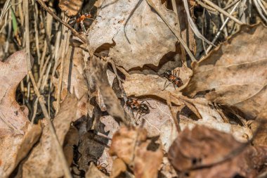 Almanya 'da bir orman zemininin yaprakları üzerinde bir orman karıncasının yakın çekimi.