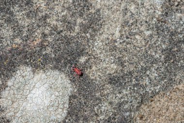 Almanya 'da bir bahçede, taş zeminde kırmızı kadife mayt