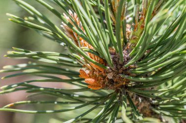Almanya 'da bir çam ağacının taze çekimine yakın çekim