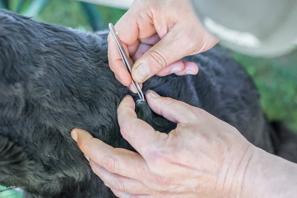 A tick is removed from a dog with black fur by a man with tweezers, Germany