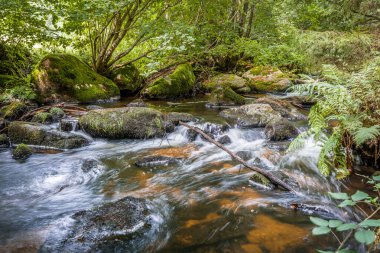 The Hllbach River in the Hllbachtal Nature Reserve near the circular hiking trail in Rettenbach near Falkenstein in Bavaria, Germany