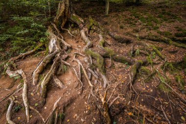 Roots of a tree exposed and lying open on an embankment, Germany