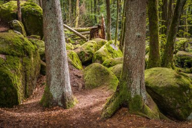 Almanya, Bavyera 'da Falkenstein yakınlarındaki Rettenbach' ta doğa koruma alanındaki Megalith taşları