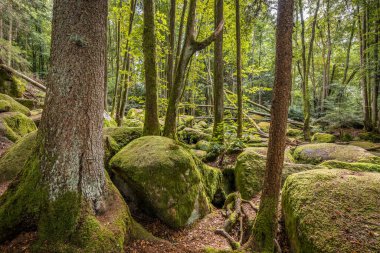 Almanya, Bavyera 'da Falkenstein yakınlarındaki Rettenbach' ta doğa koruma alanındaki Megalith taşları