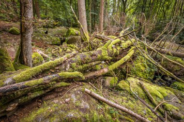 Almanya, Bavyera 'da Falkenstein yakınlarındaki Rettenbach' ta doğa koruma alanındaki Megalith taşları