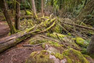 Almanya, Bavyera 'da Falkenstein yakınlarındaki Rettenbach' ta doğa koruma alanındaki Megalith taşları