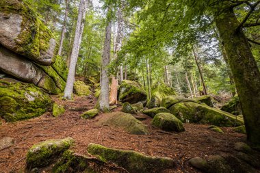 Almanya, Bavyera 'da Falkenstein yakınlarındaki Rettenbach' ta doğa koruma alanındaki Megalith taşları