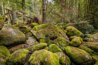 Almanya, Bavyera 'da Falkenstein yakınlarındaki Rettenbach' ta doğa koruma alanındaki Megalith taşları