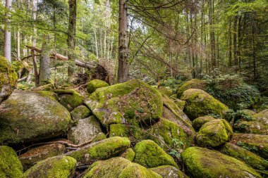 Almanya, Bavyera 'da Falkenstein yakınlarındaki Rettenbach' ta doğa koruma alanındaki Megalith taşları