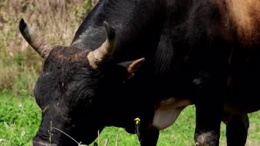 Belirgin boynuzları olan büyük başıboş boğa güneşin altındaki sakin bir tarlada yemyeşil otlar otluyor..