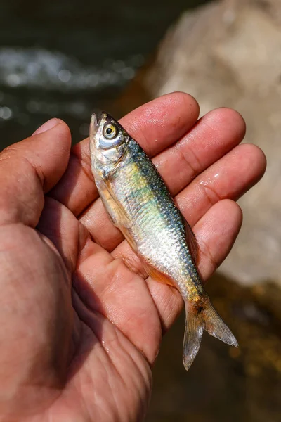 closeup small fish in hand Fish from a river in the forest in Thailand during the summer Beautiful wide-eyed fish with beautiful patterns and colored scales.