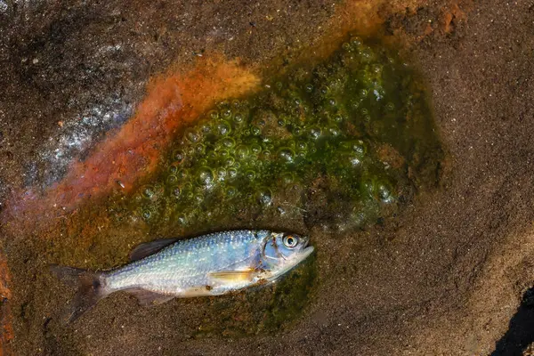 closeup small fish lying dead in a polluted, foaming stream In a small stream in the forest in summer