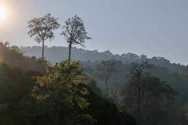 Tayland 'da ormandaki yapraksız yaz ağaçlarında orman yangınlarından gelen toz ve duman var..