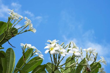 Plumeria kapatmak kadar izole üzerinde adam