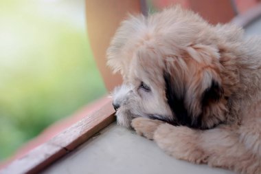 arka plan üzerinde Shih tzu küçük köpek yavrusu.