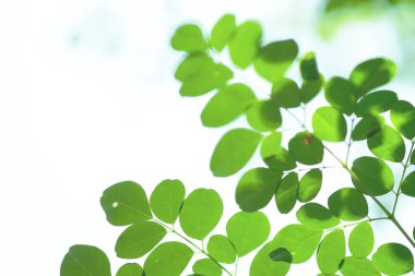 adam üzerinde izole yaprakları yakın çekim