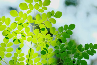 arka plan üzerinde izole yaprakları yakın çekim