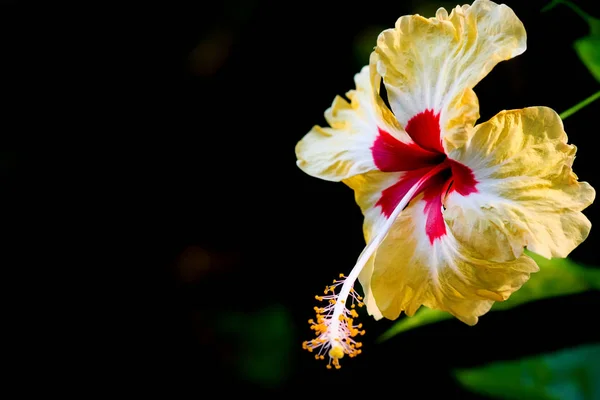 Hibicus Blomma Nära Upp Bakgrunden — Stockfoto