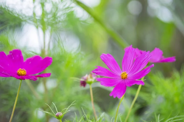Flores Cerca Aislado Backgroun — Foto de Stock