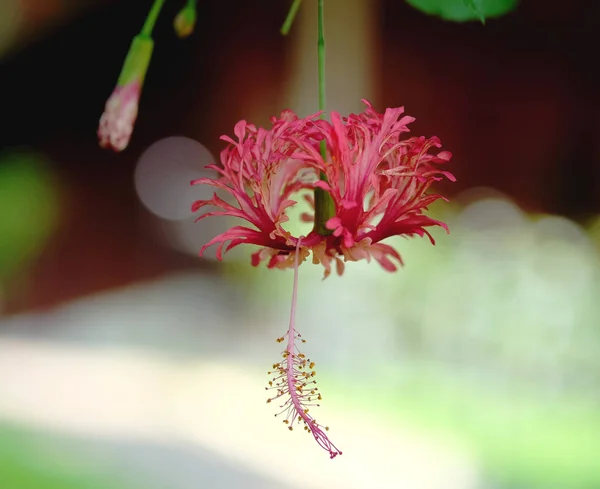 Hibicus Blomma Nära Upp Bakgrunden — Stockfoto