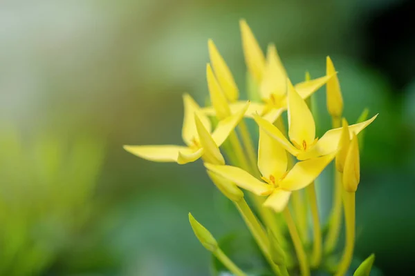 Ixora Blume Auf Dem Hintergrund — Stockfoto