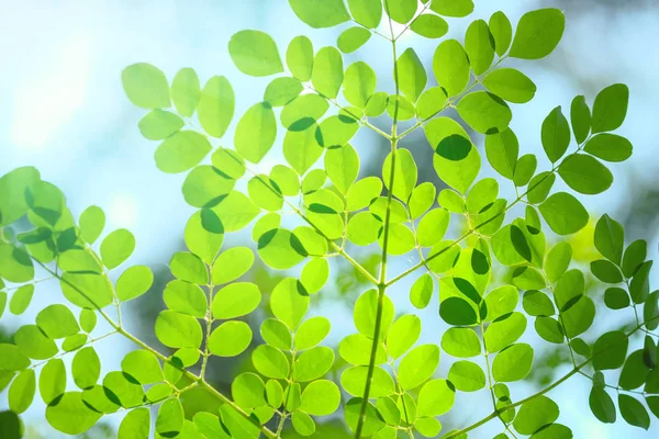 Doğa arka plan üzerinde yaprak.