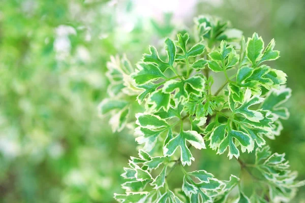 Bloem Tuin Zonsondergang Achtergrond — Stockfoto