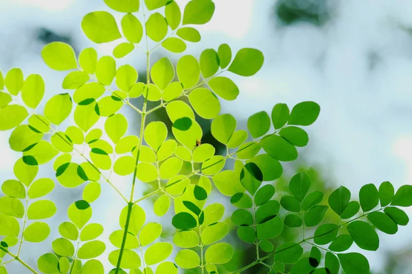 arka plan üzerinde izole yaprakları yakın çekim