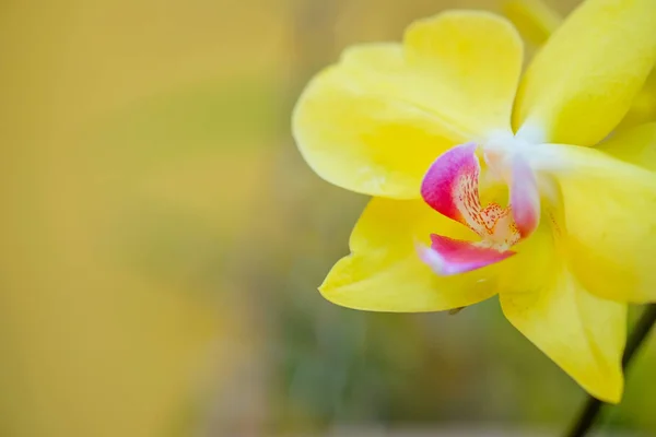 Orchidej Zblízka Izolované Poza — Stock fotografie