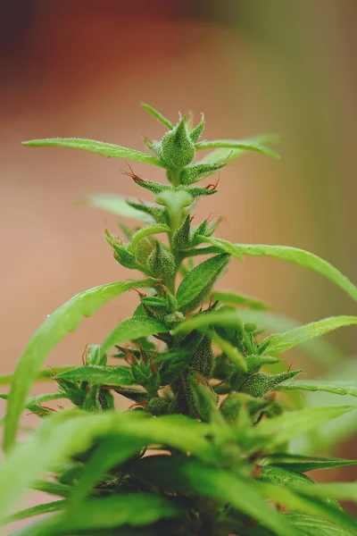 marijuana weed smoking close up on backgroun