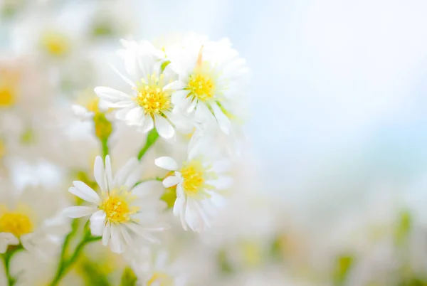 White cutter flower on background