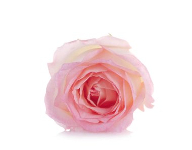 beyaz arkaplanda izole gül