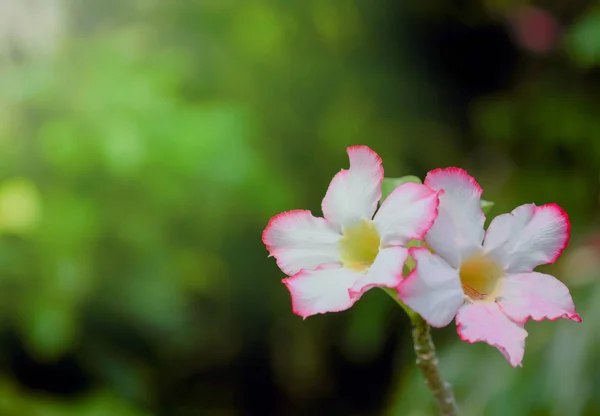 Adenium Elszigetelt Fehér Háttér Mintázata — Stock Fotó