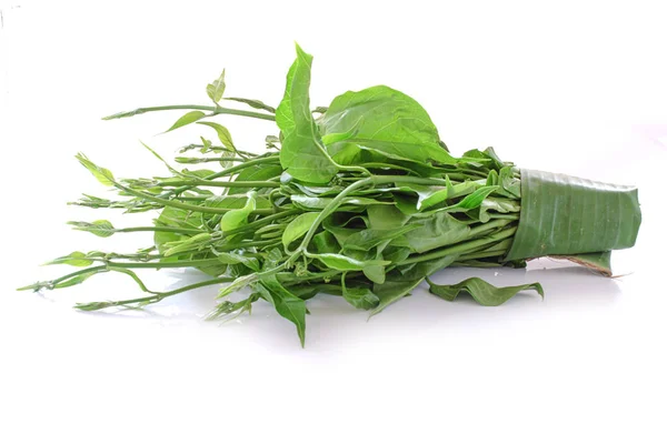 Beyaz adam izole Gymnema sylvestre