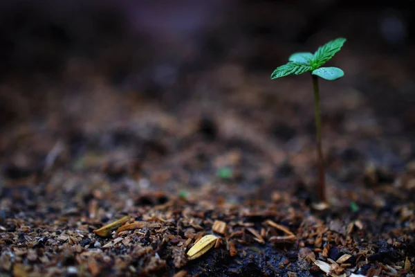 Maconha Erva Fumar Close Backgroun — Fotografia de Stock