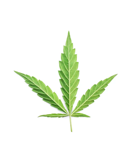Gemensamma Ogräs Marijuanarökning Som Närbild Bakgrund — Stockfoto