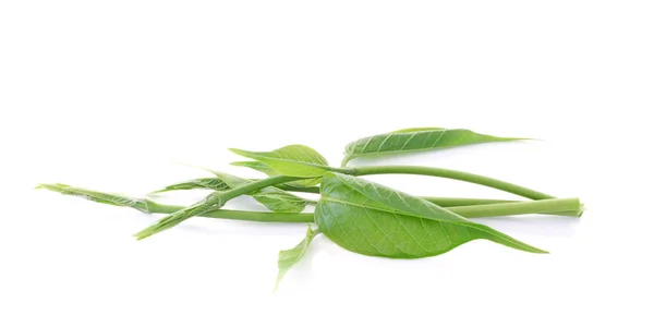 Beyaz arka plan üzerinde izole Gymnema sylvestre