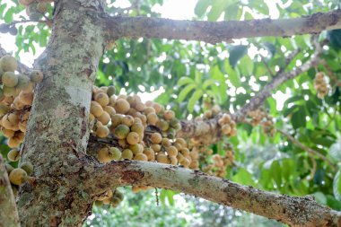 Lansium parasiticum arka plan üzerinde Kapat