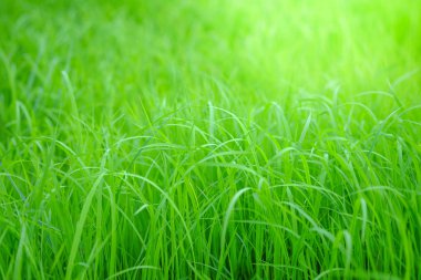 pirinç yaprak ve tohum doğa arka plan üzerinde.