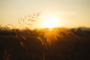güzel gün doğumu ve batımı arka plan üzerinde.