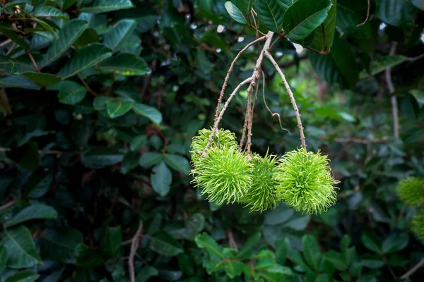 Rambutan Frukt Natur Botten — Stockfoto