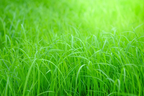 Rice Leaf Seed Nature Background — Stock Photo, Image