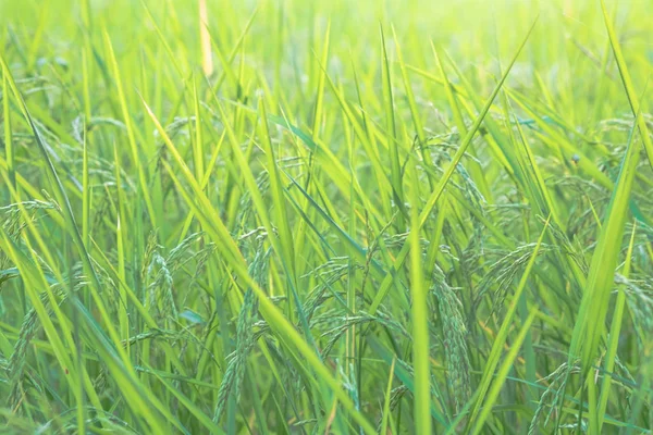 Farma Rýže Osiva Pozadí — Stock fotografie